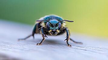 Macro Close-up of a Metallic Green Beetle with Iridescent Colors and Antennae photo