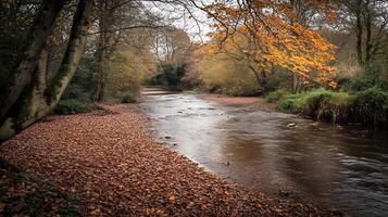 Serene River Pathway Surrounded by Autumn Foliage in Tranquil Forest Setting photo