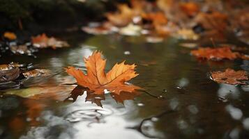 Autumn Leaf Floating Gracefully on a Calm Stream Capturing the Essence of Fall photo