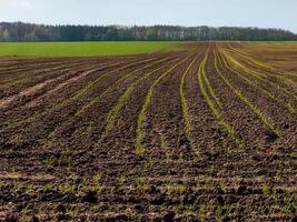 Young wheat growing in rows on fertile soil with forest in background photo