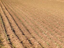 Young wheat plants growing in rows in plowed field photo