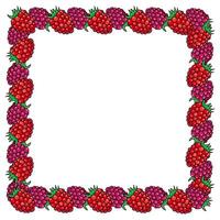 square frame of colored raspberries and blackberries, hand-drawn in cartoon style. vector