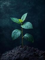 A young plant sprouting from the ground photo