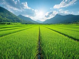 Lush green rice fields under a bright sky with mountains in the background photo