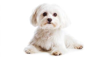 Cute White Maltese Puppy Dog Lying Down with Curious Expression photo