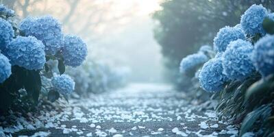 Pathway lined with blue hydrangea blossoms and fallen petals in misty garden photo