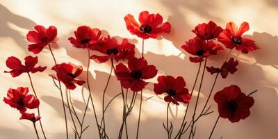 Vibrant red poppies casting shadows on a light wall in natural sunlight photo