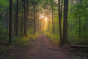 Sunlight filtering through lush green forest pathway in serene woodland photo