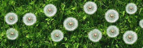 Dandelion seed heads on green grass background representing nature and growth photo