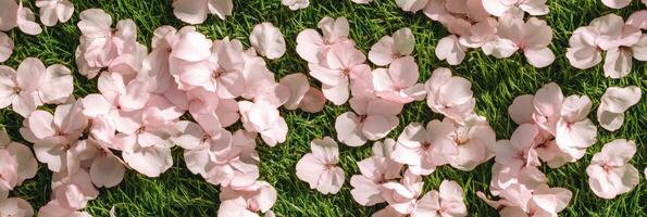 Pink cherry blossom petals scattered on fresh green grass in spring theme photo