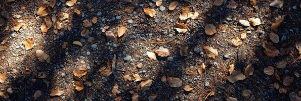 Autumn leaves and pebbles on forest floor with natural shadows photo
