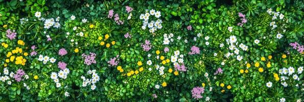 Vibrant floral meadow with daisies and wildflowers in lush greenery photo