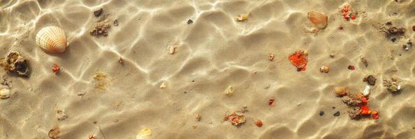 Sunlit sandy seafloor with shells and coral creating a natural oceanic pattern photo