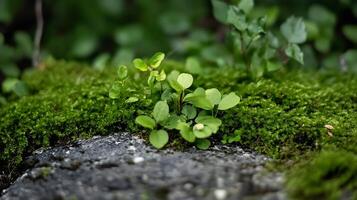 Closeup of Lush Green Plants and Moss on Weathered Rock in Tranquil Forest Setting photo
