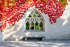 Gothic-style window adorned with red ivy, casting intricate patterns on a stone wall illuminated by warm sunlight photo