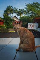 Light Orange Cat on Wooden Platform with Thai Building in Background photo