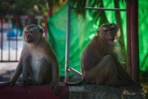 Two Macaques Resting on a Concrete Wall in a Tropical Setting photo