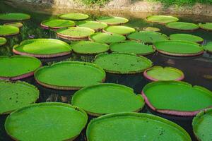 Serene Pond with Large Victoria Water Lily Pads in Tropical Setting photo
