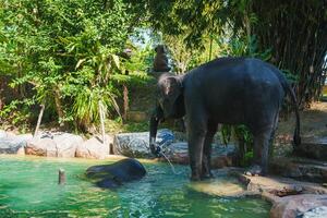 Two Elephants in a Tropical Setting with Dense Greenery and Pool photo