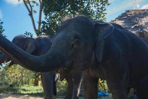 Close Up of Young Elephant with Raised Trunk in Lush Outdoor Setting photo