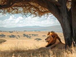 Majestic male lion resting under a tree in the african savanna photo