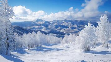 Snowy trees covering a mountain ski slope on a sunny day photo