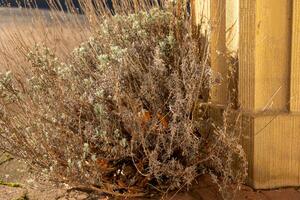 Dried shrub growing by wooden structure in a sunlit outdoor environment during late afternoon photo