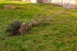 Fallen tree reveals tangled roots in a grassy area near a stone wall during early spring photo