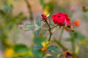 Close-up view of vibrant red roses blooming in a lush garden during late spring season photo