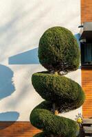Spiral-shaped topiary tree casts shadows against a brick wall and textured white surface on a sunny day photo