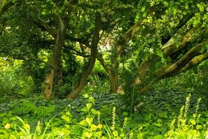 Lush green forest landscape showcasing diverse trees and vibrant foliage in a tranquil natural setting photo