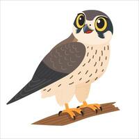 falcon perched, looking at the viewer, on a white background vector