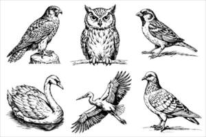 A set of a bird on a white background. Thrush, dove, stork, eagle, owl, swan on white background in sketch style. vector
