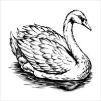 swan gliding, looking at the camera, on white background vector