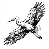 stork flying, looking down, on white background vector