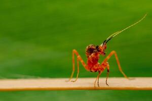 Close-up of a small yellow-orange grasshopper sitting on a bamboo, green background. photo