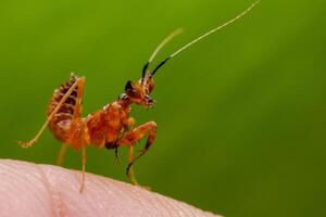 Close-up of a small orange-yellow grasshopper perched on a finger, green background. photo