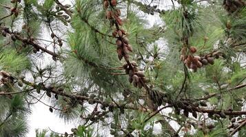 Pine cones in a pine tree at mountain photo