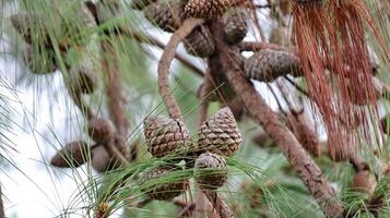 Close up Pine dry cones in a pine tree photo