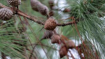 Close up Pine cones in a pine tree swing photo