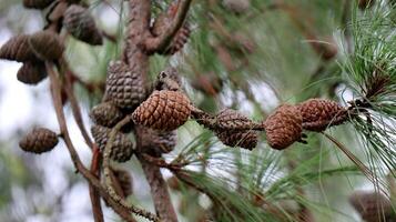 Close up Pine cones in a pine tree photo