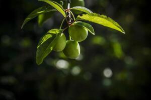 A closeup photo of three green cherries on a tree branch in spring