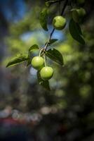 A closeup photo of green cherries on a tree branch in spring with bokeh background