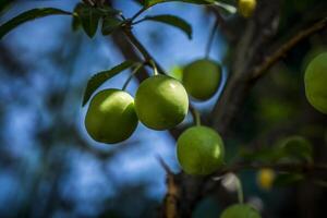 A photo of green cherries on a tree branch in spring