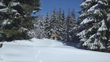 Winter sports and recreation hiking concept. A man with a backpack walks in the winter forest. Carpathian mountain range. 4K video