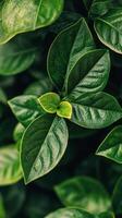 Lush green leaves with intricate texture in natural lighting creating a serene atmosphere photo