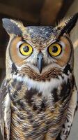 Majestic owl with striking yellow eyes perched on textured background at sunset photo