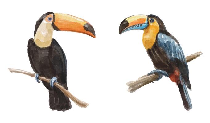 Watercolor set with toucan bird for logo, invitations and more