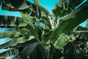 Green leaves of banana tree photo