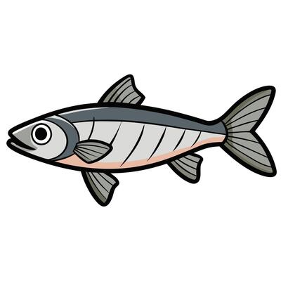 Minnow Line Art for Freshwater Fish Educational Materials